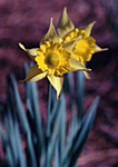 Color Daffodil Image